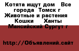 Котята ищут дом - Все города, Томск г. Животные и растения » Кошки   . Ханты-Мансийский,Сургут г.